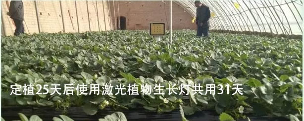 志丹县顺宁镇同棚草莓用灯对比