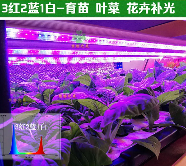 补光灯对植物有作用吗