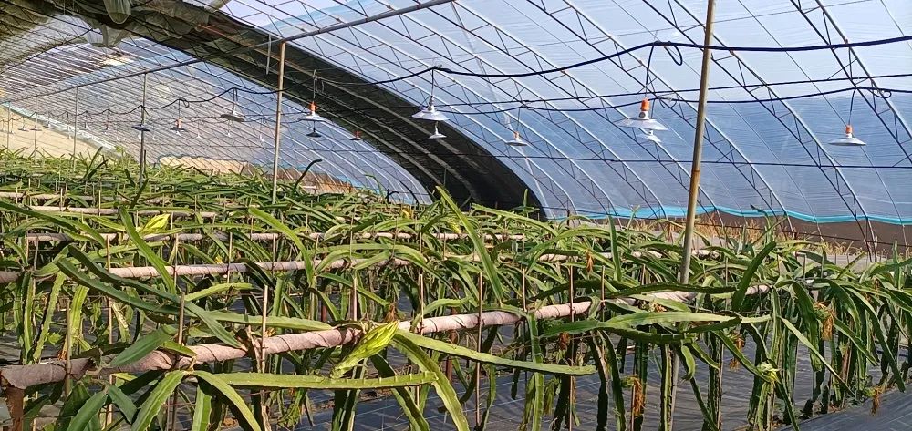 植物补光灯在使用过程中需要注意什么