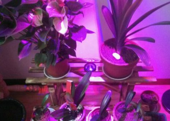冬季植物需要补光吗？