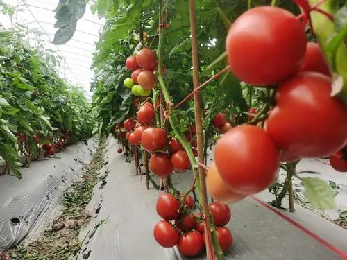 大棚种植西红柿用什么灯补光