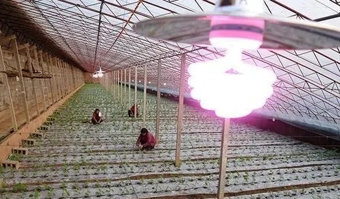 大棚使用补光灯注意事项